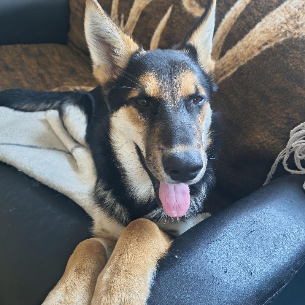 Enlarge Jupiter, a Adoptable German Shepherd Dog in Othello, WA image 1/1