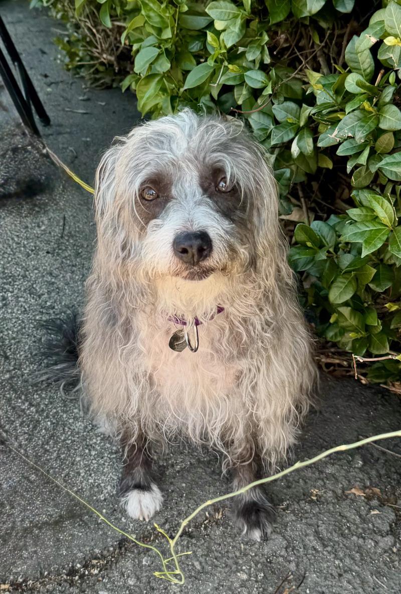 Pepper, Adoptable, Adult Female Terrier & Miniature Schnauzer.