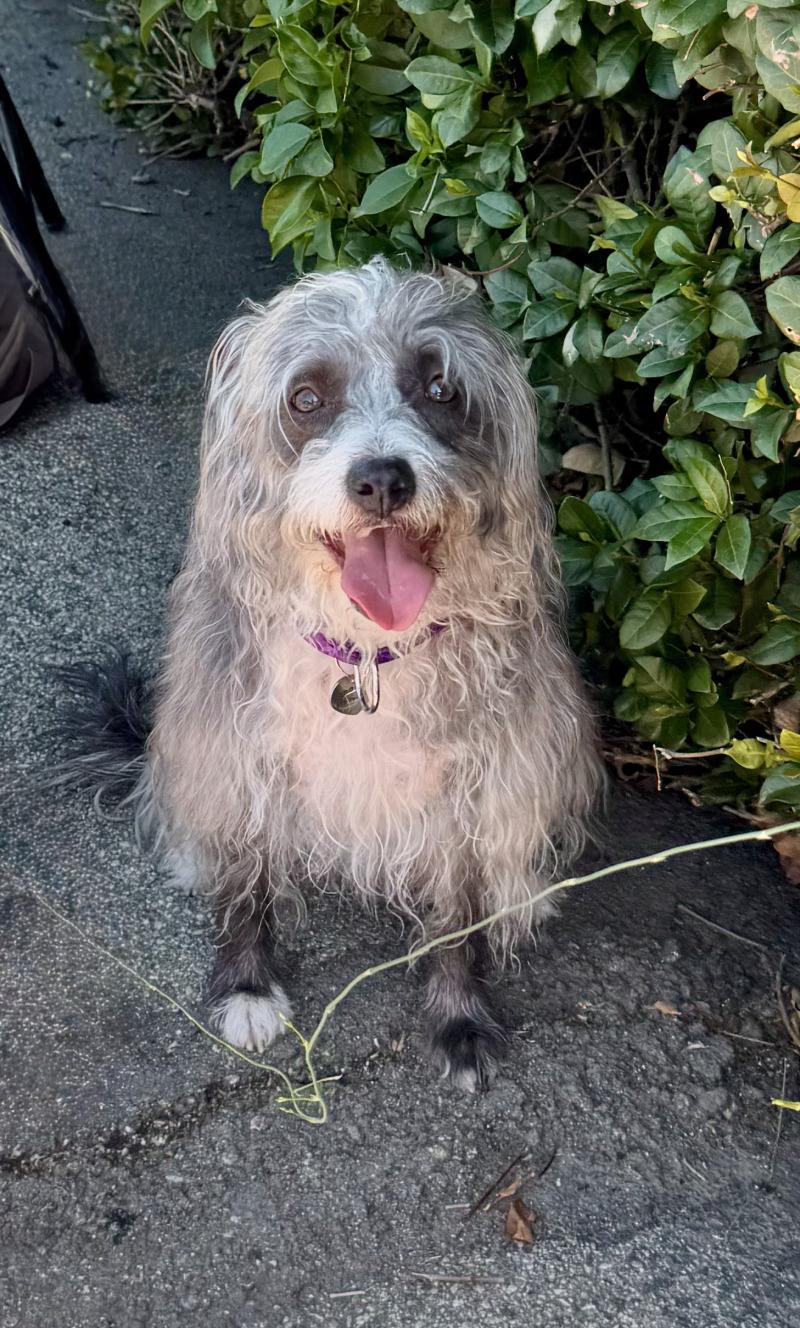 Enlarge Pepper, a Adoptable mixed breed in Valley Village, CA image 2/3