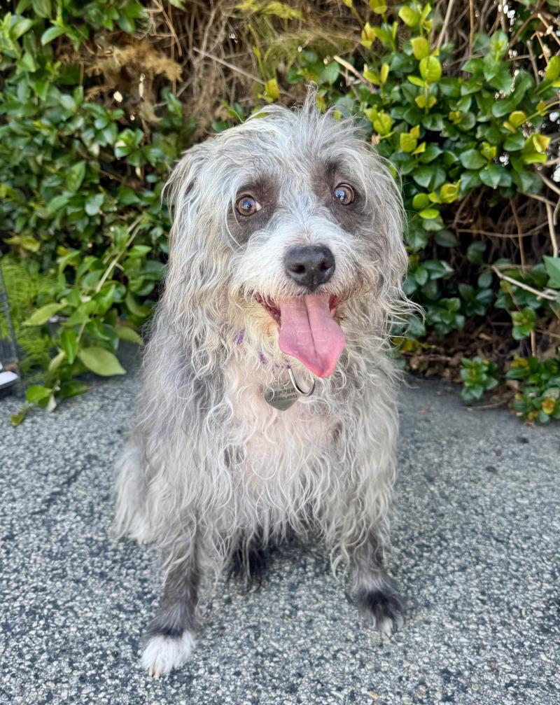 Enlarge Pepper, a Adoptable mixed breed in Valley Village, CA image 3/3