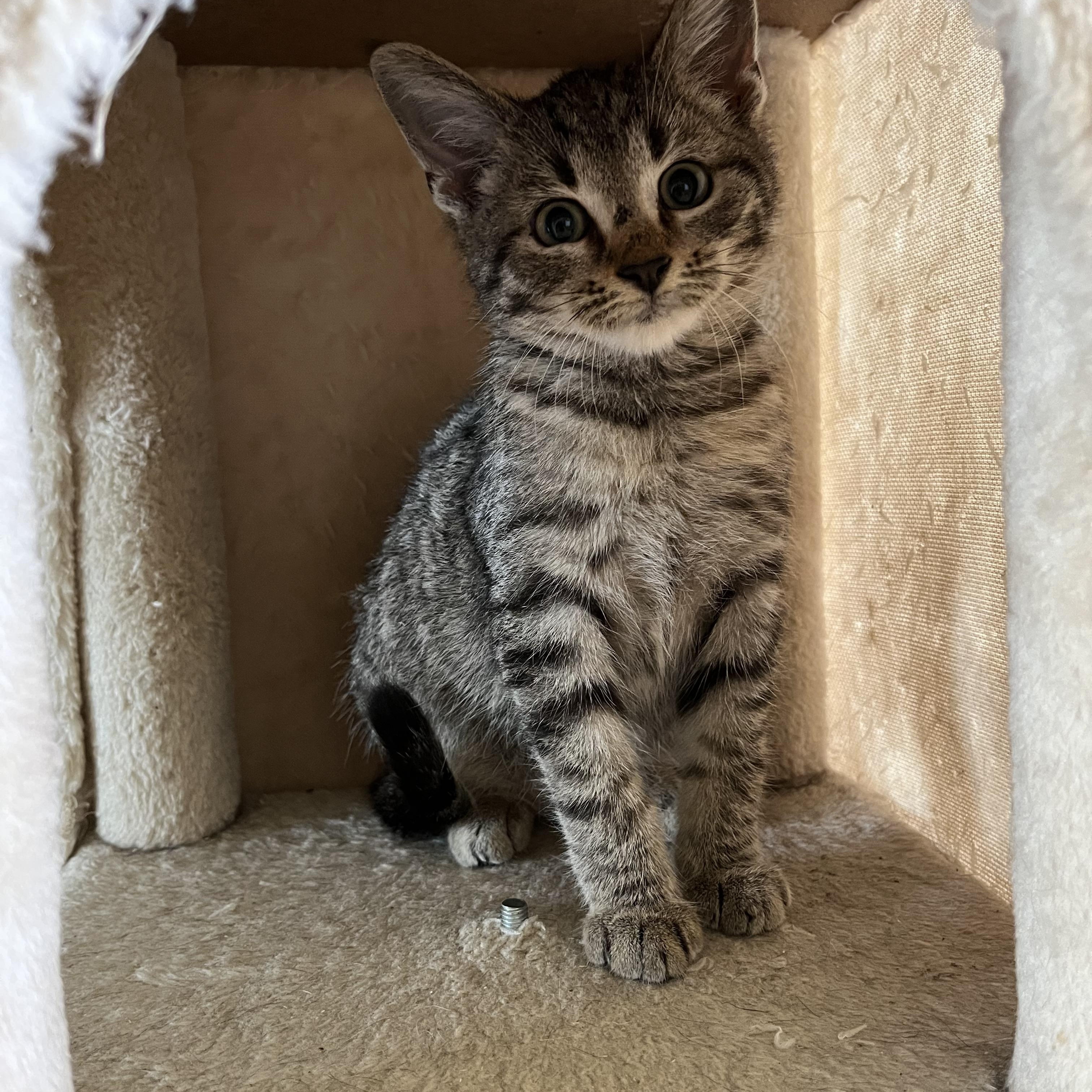 Shral Cat for adoption - Yankee, a Domestic Short Hair in Hollywood, FL ...