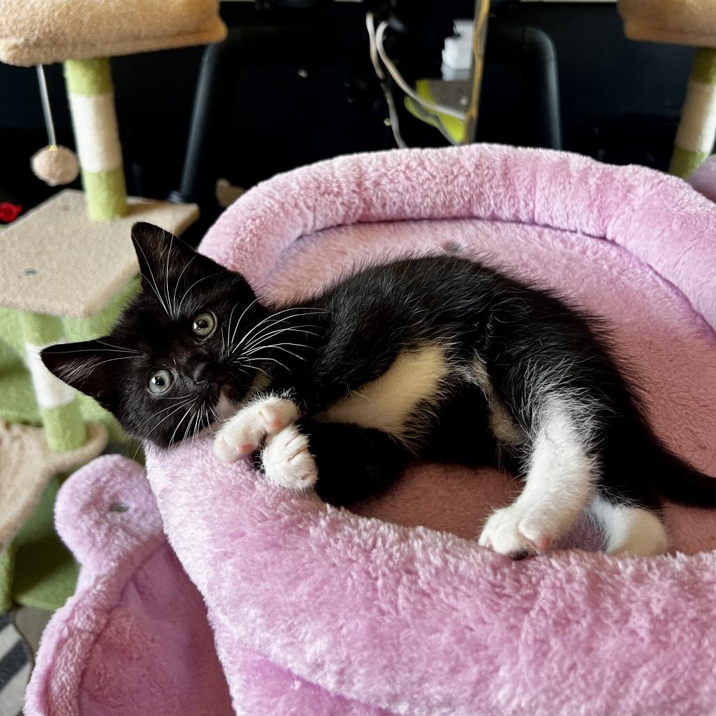 Moonchild, Adoptable, Kitten Female Domestic Short Hair.