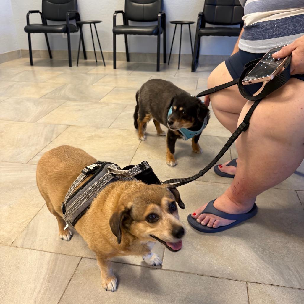Enlarge Peanut & Mindy bonded pair, a Adoptable mixed breed in Phoenix, AZ image 1/4