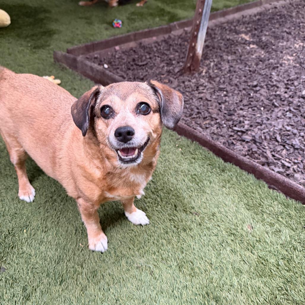 Enlarge Peanut & Mindy bonded pair, a Adoptable mixed breed in Phoenix, AZ image 2/4