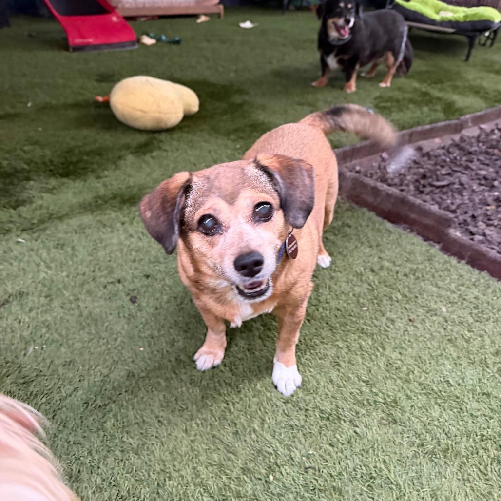 Enlarge Peanut & Mindy bonded pair, a Adoptable mixed breed in Phoenix, AZ image 3/4