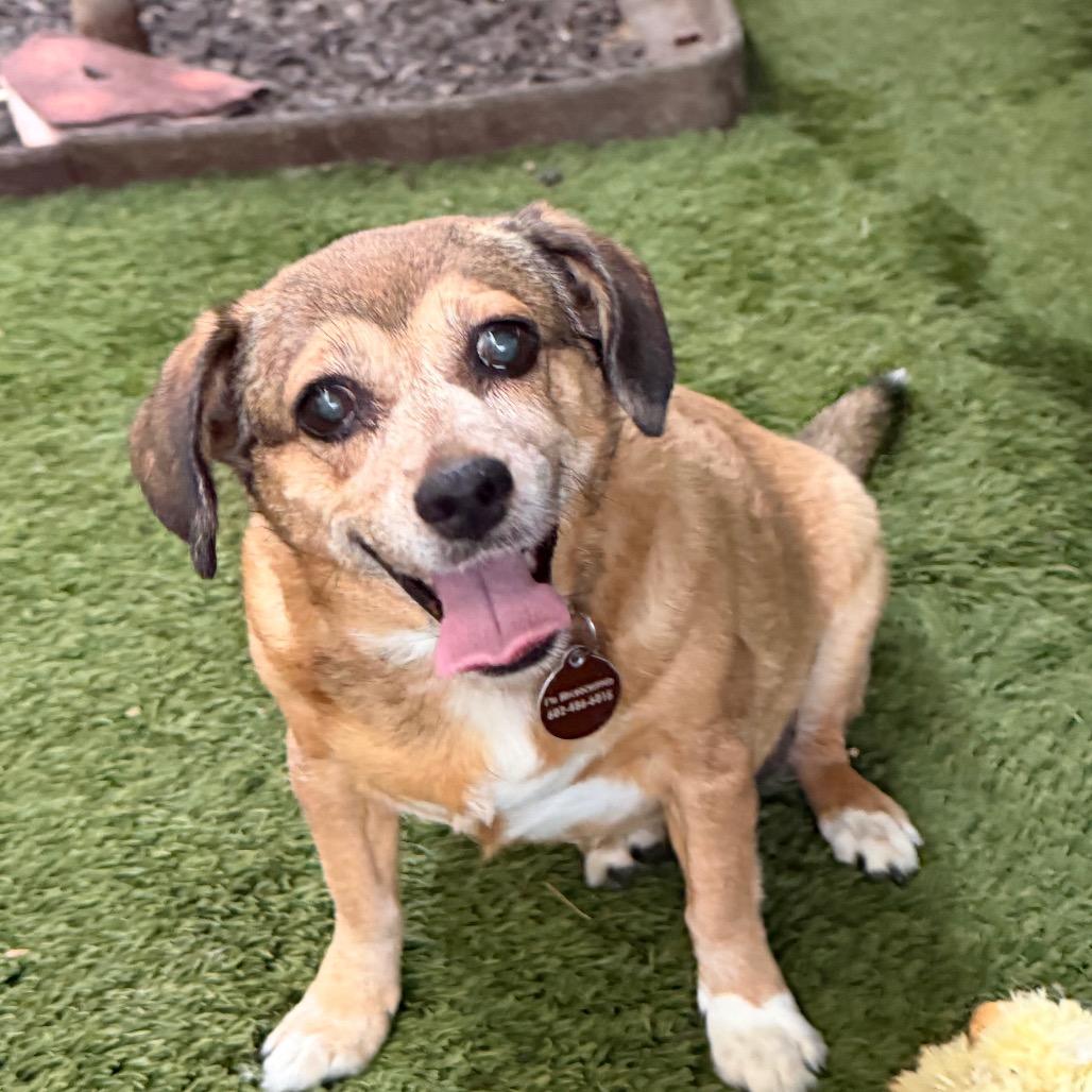 Enlarge Peanut & Mindy bonded pair, a Adoptable mixed breed in Phoenix, AZ image 4/4