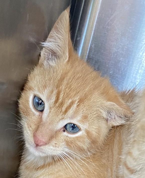 Enlarge Nebullus, a ADOPTABLE Domestic Short Hair in Park Rapids, MN image 1/1