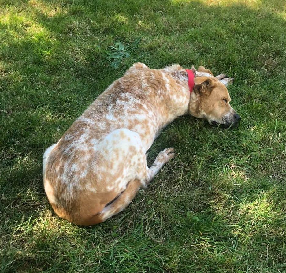 Enlarge Freckles, a ADOPTABLE Mixed Breed in Portland, OR image 6/6
