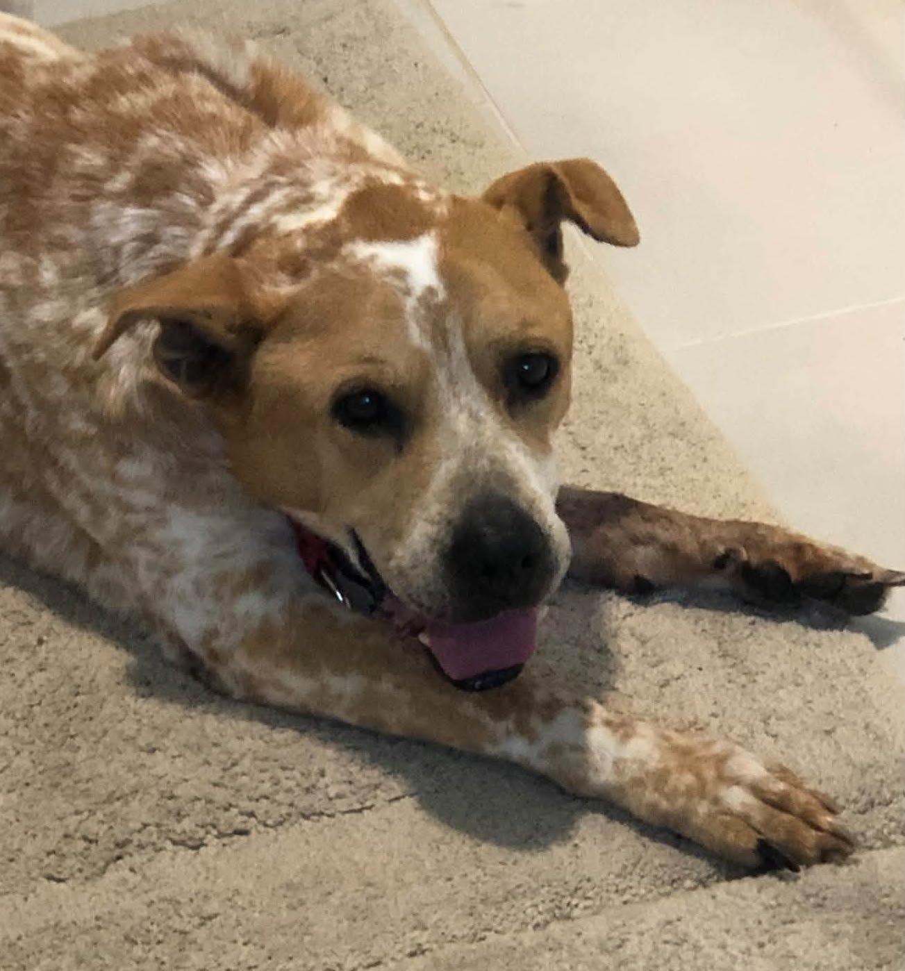 Enlarge Freckles, a ADOPTABLE Mixed Breed in Portland, OR image 5/6