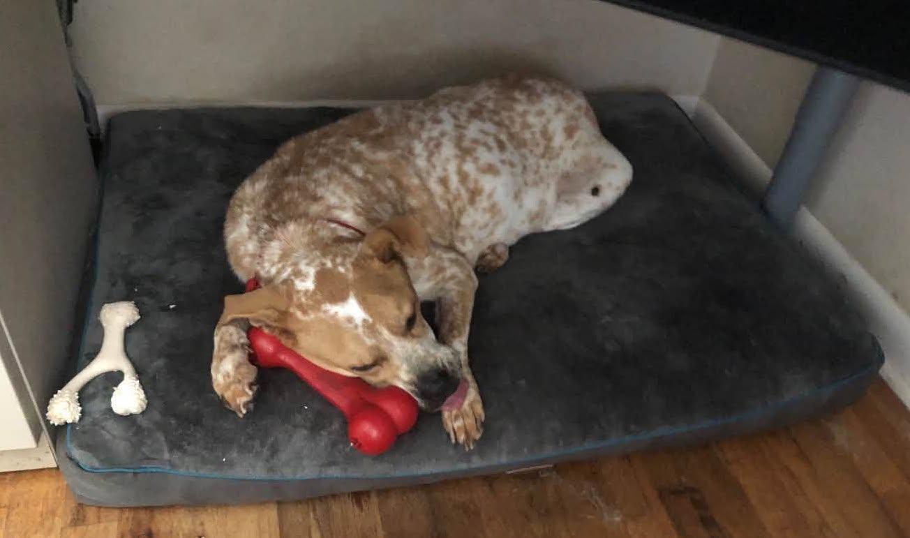 Enlarge Freckles, a ADOPTABLE Mixed Breed in Portland, OR image 4/6