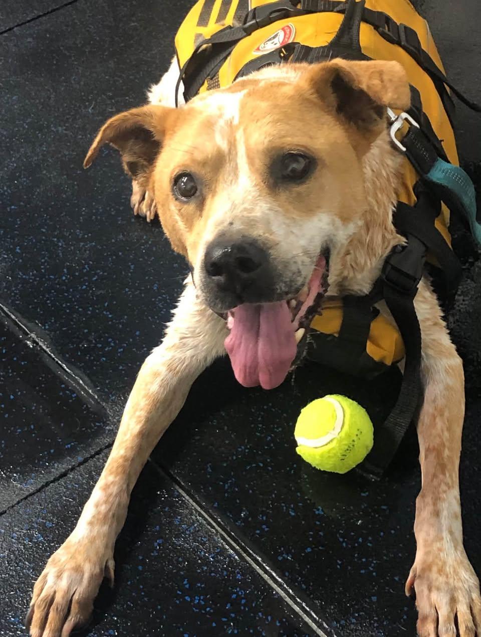 Freckles, ADOPTABLE, Senior Female Mixed Breed.