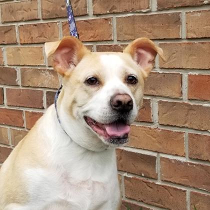 Sullivan, a Adoptable mixed breed in Savannah, GA image 1/3