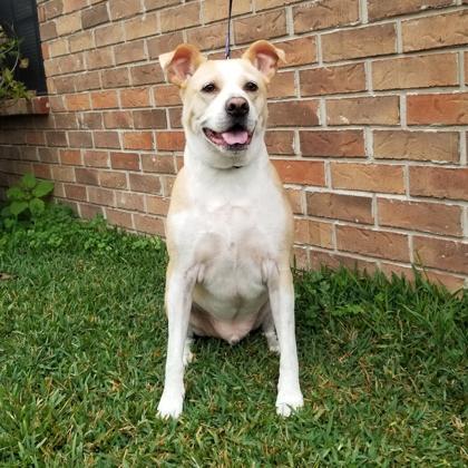 Sullivan, Adoptable, Senior Male Retriever & Mixed Breed.