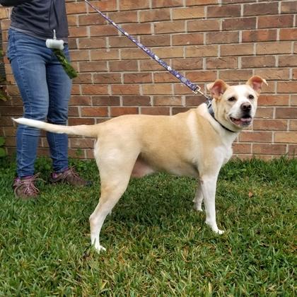 Sullivan, a Adoptable mixed breed in Savannah, GA image 3/3