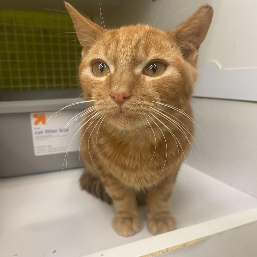 Linus, Adoptable, Kitten Male Domestic Short Hair.