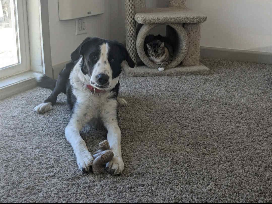 Duke, an adoptable McNab in Bend, OR, 97702 | Photo Image 1