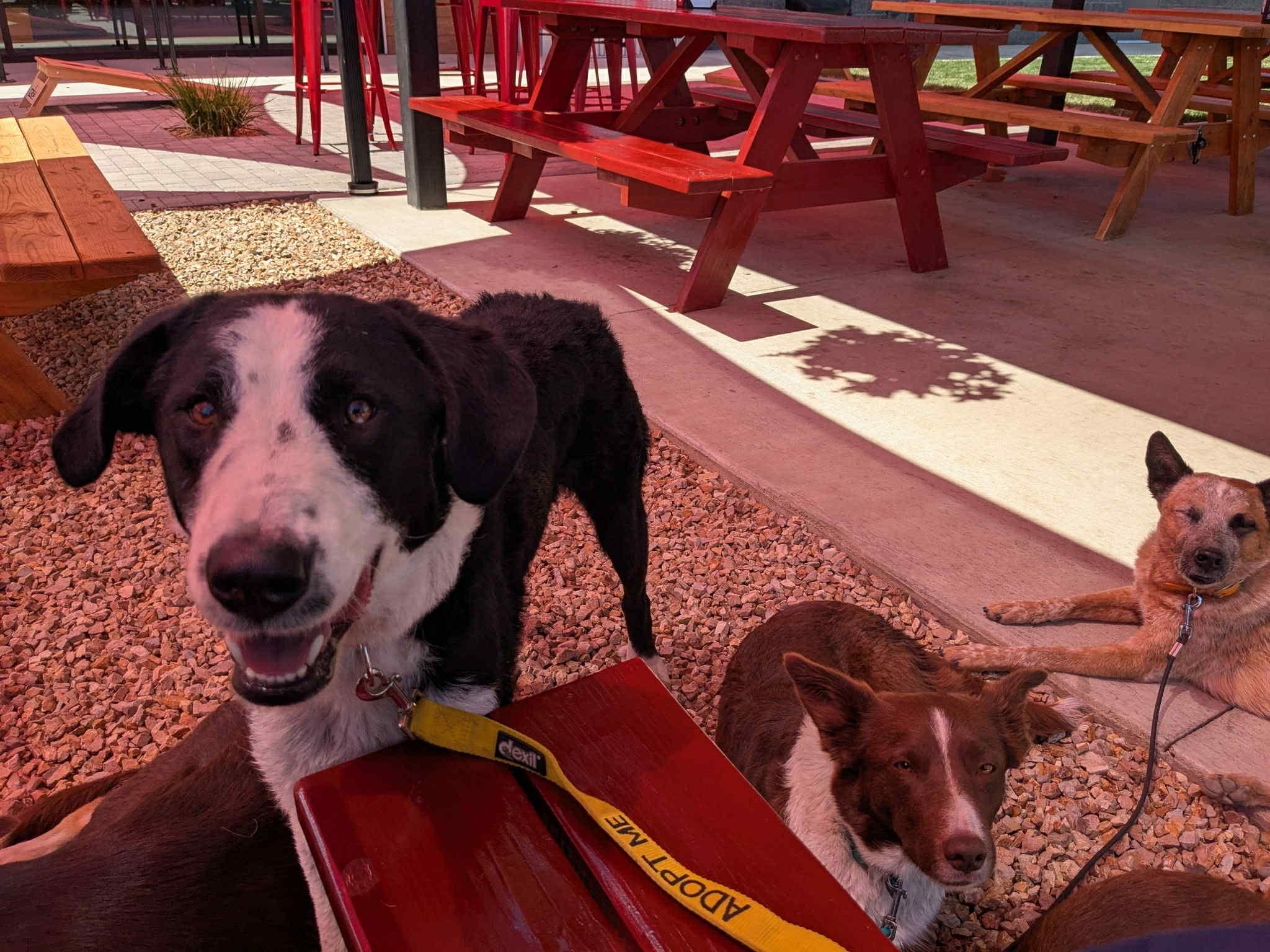 Duke, an adoptable McNab in Bend, OR, 97702 | Photo Image 5