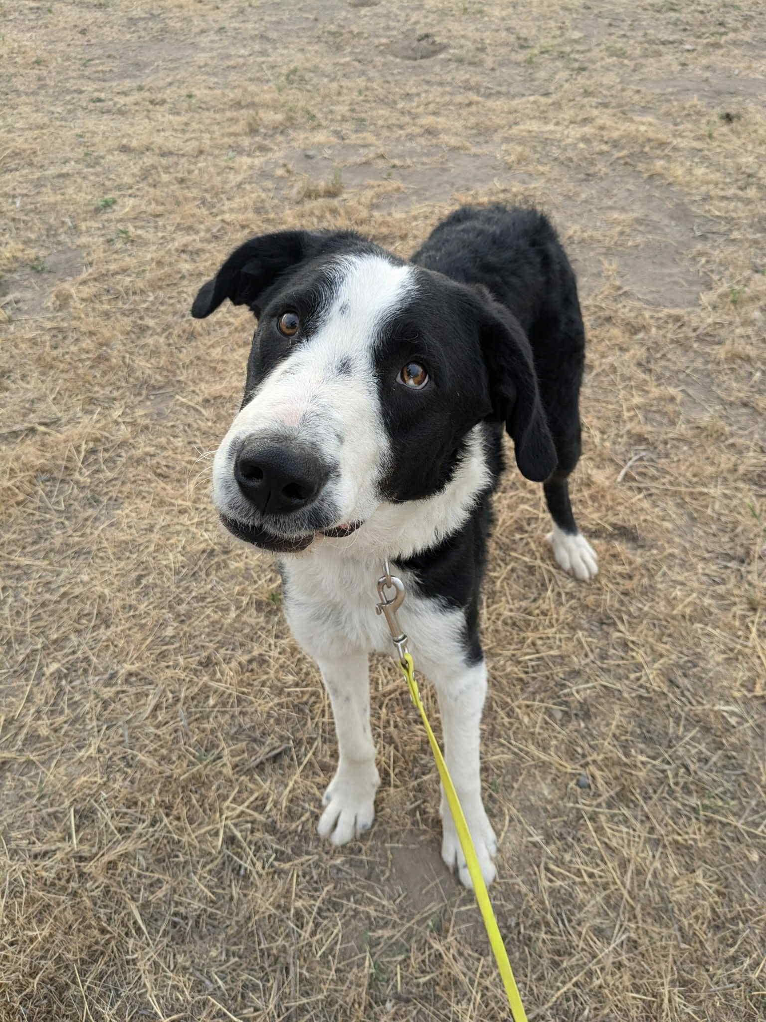 Duke, an adoptable McNab in Bend, OR, 97702 | Photo Image 3