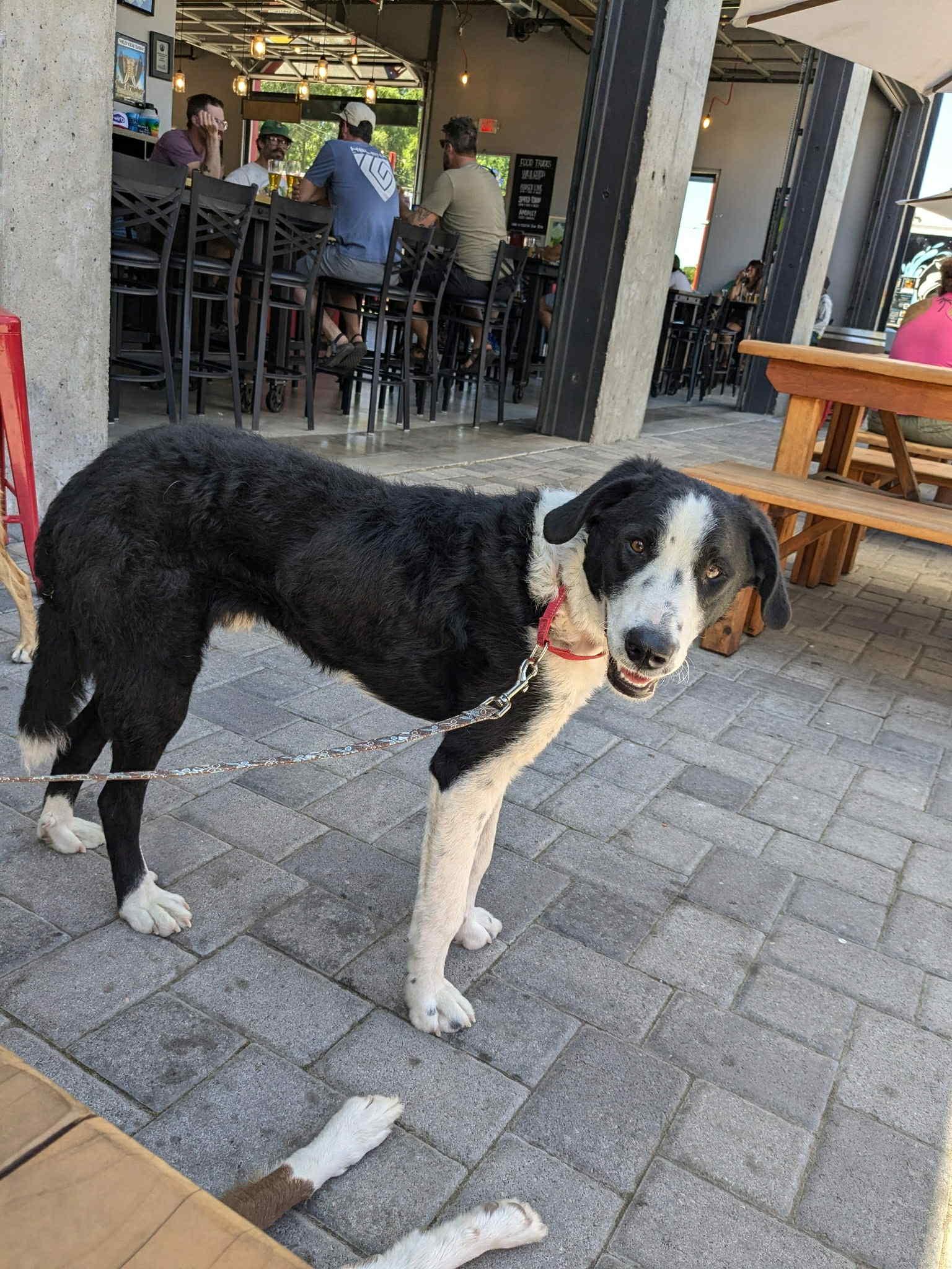 Duke, an adoptable McNab in Bend, OR, 97702 | Photo Image 2