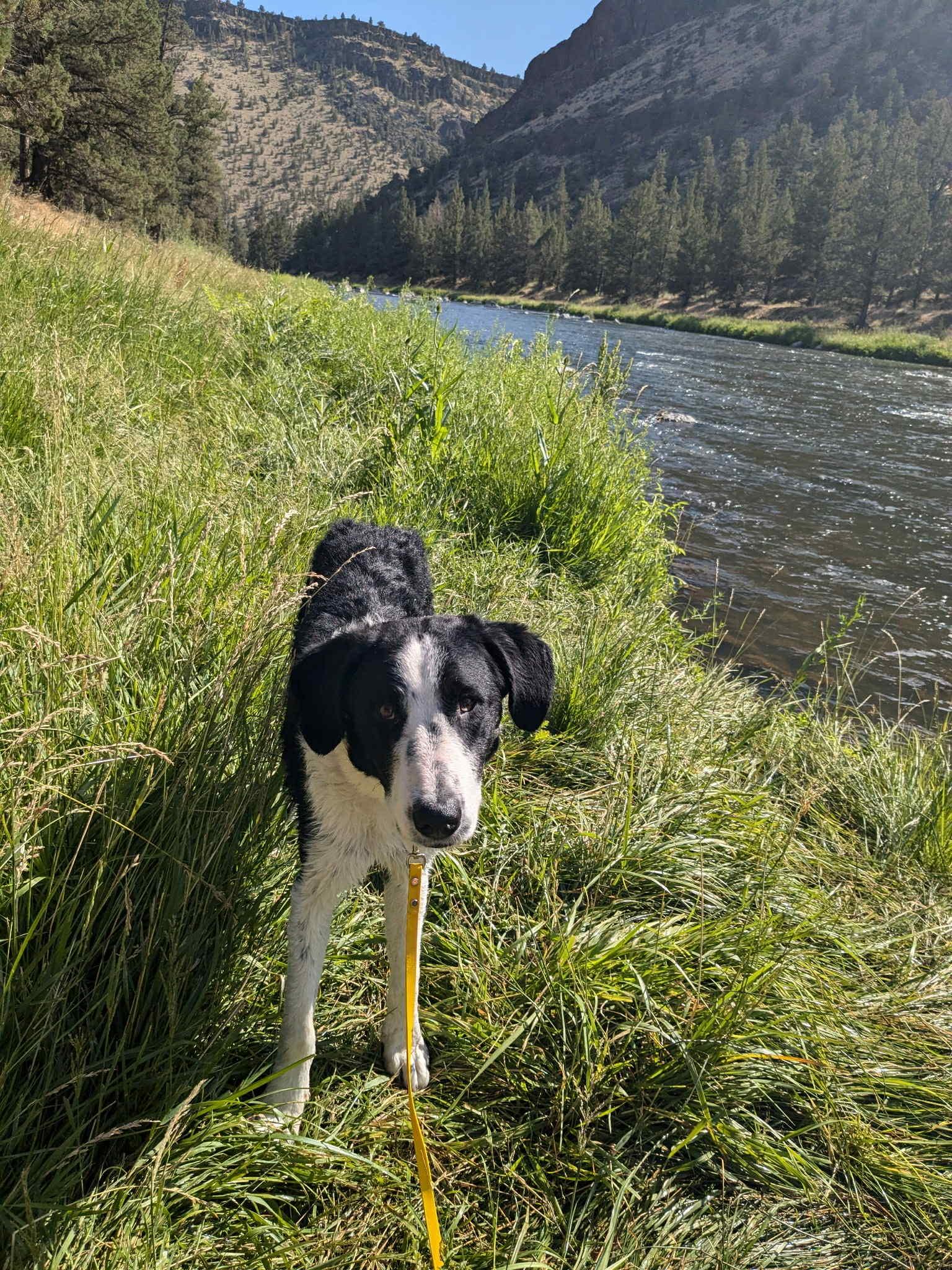 Duke, an adoptable McNab in Bend, OR, 97702 | Photo Image 4