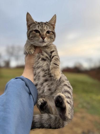 Royals, Adoptable, Adult Female Domestic Short Hair & Domestic Short Hair.