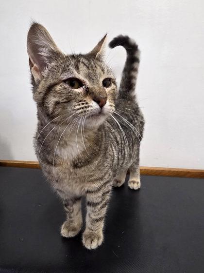 Enlarge Royals, a Adoptable mixed breed in Berwick, PA image 1/1