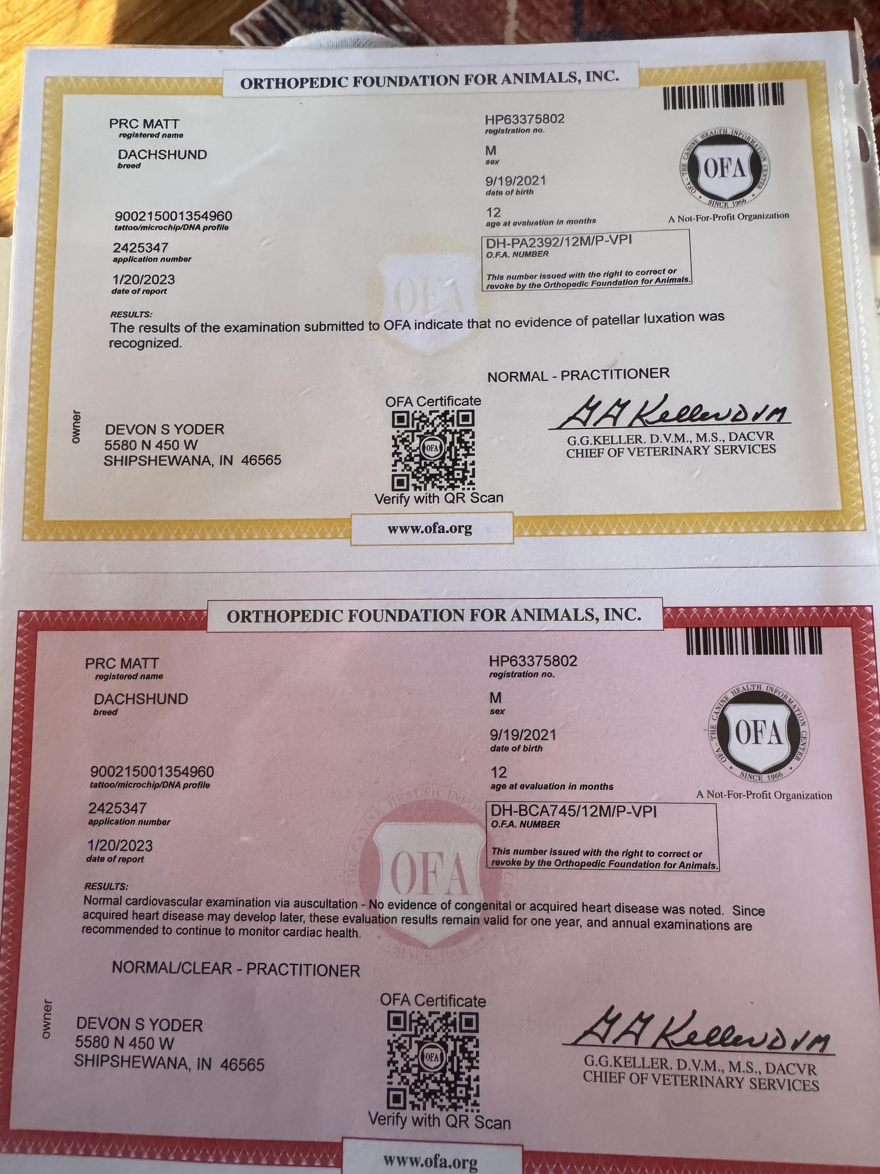 Enlarge Matt, a ADOPTABLE Dachshund in Glenwood City, WI image 4/4