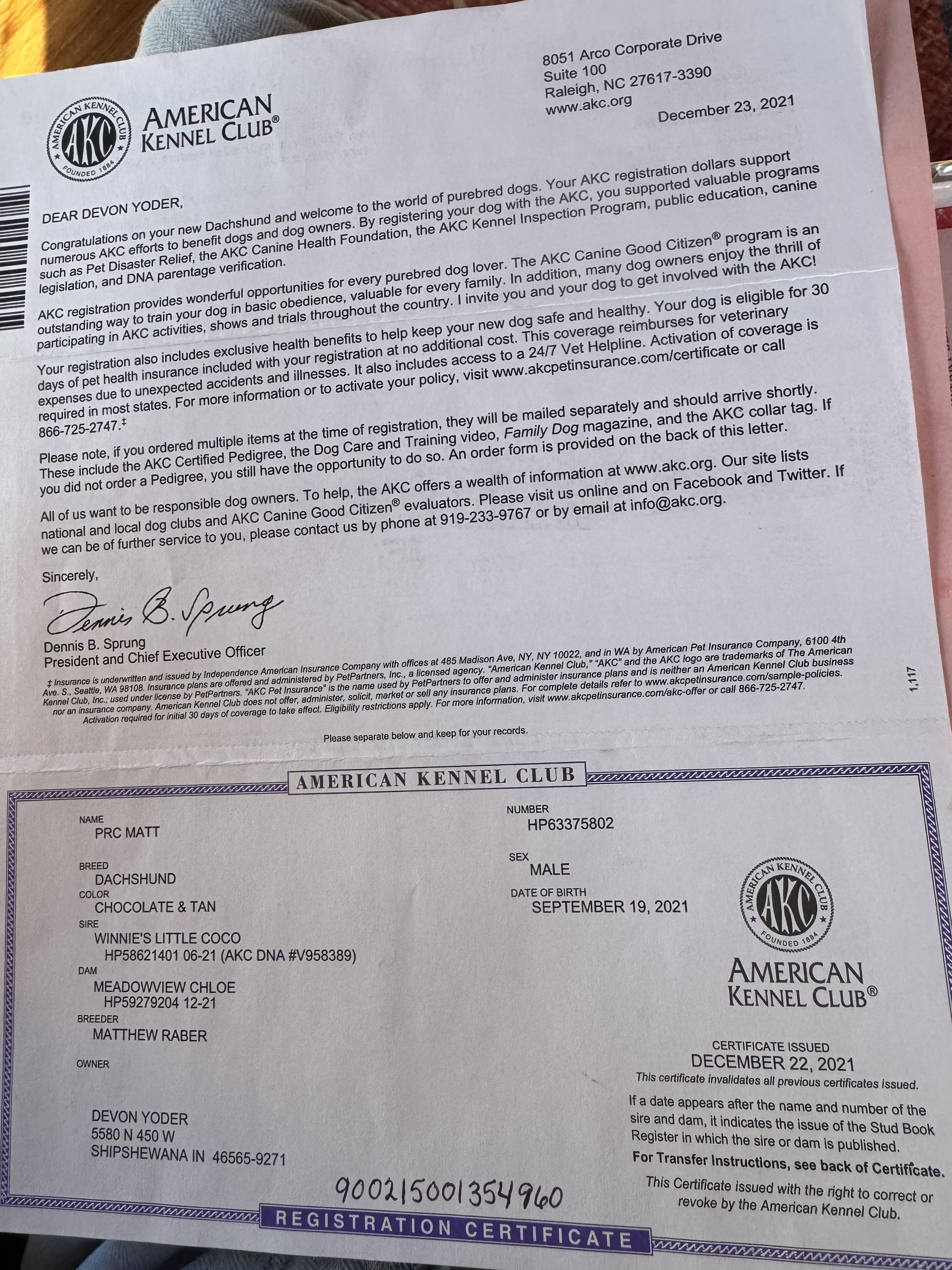 Enlarge Matt, a ADOPTABLE Dachshund in Glenwood City, WI image 3/4