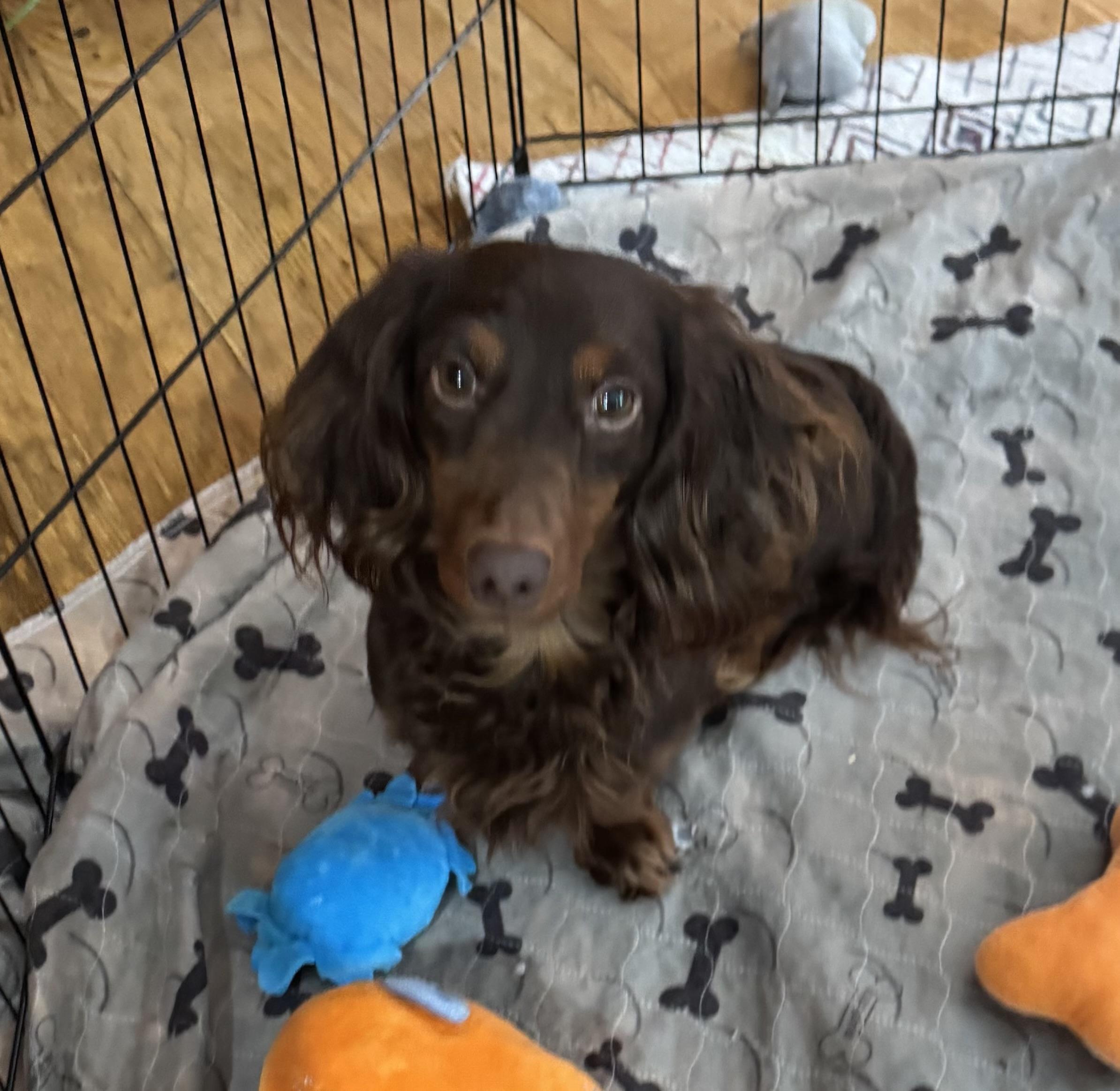 Enlarge Matt, a ADOPTABLE Dachshund in Glenwood City, WI image 2/4