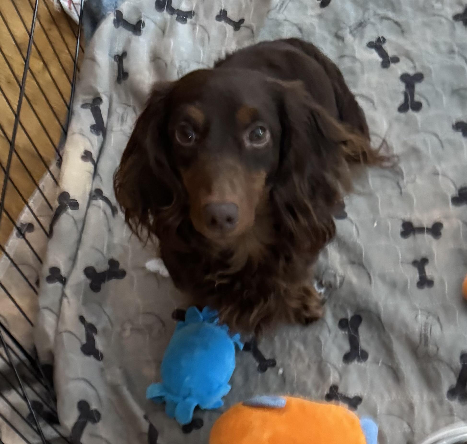 Matt, ADOPTABLE, Adult Male Dachshund.