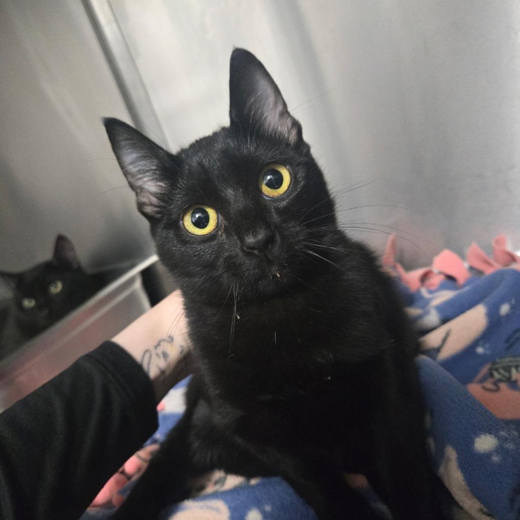 Holly, Adoptable, Young Female Domestic Short Hair.