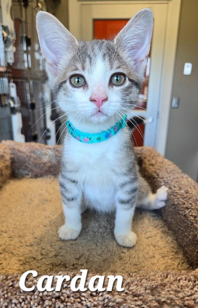 Cardan, Adopted, Kitten Male Domestic Short Hair.