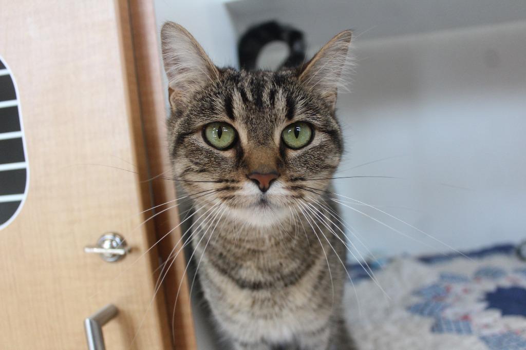 Enlarge Iris, a ADOPTABLE Domestic Short Hair in Chestertown, MD image 2/4