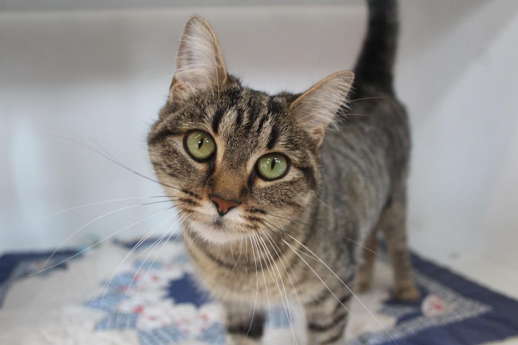 Enlarge Iris, a ADOPTABLE Domestic Short Hair in Chestertown, MD image 1/4