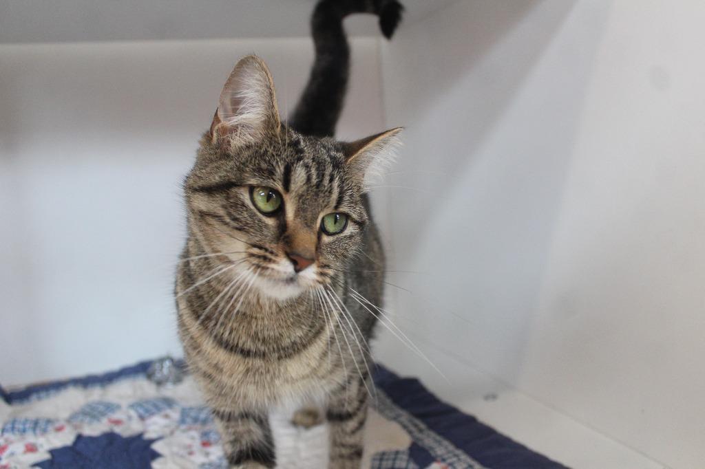 Enlarge Iris, a ADOPTABLE Domestic Short Hair in Chestertown, MD image 4/4