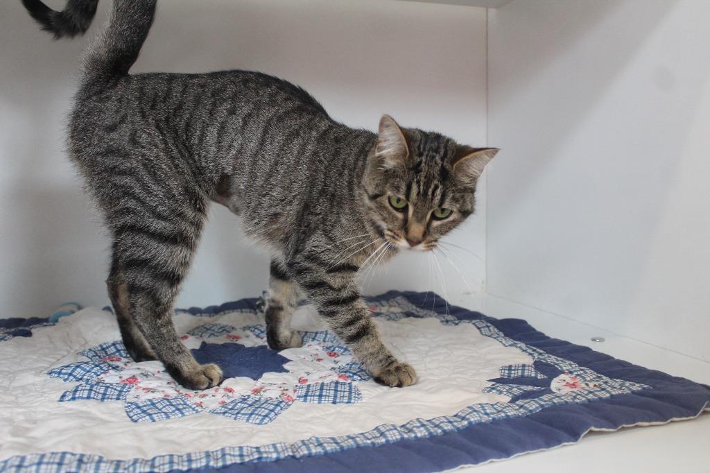 Enlarge Iris, a ADOPTABLE Domestic Short Hair in Chestertown, MD image 3/4