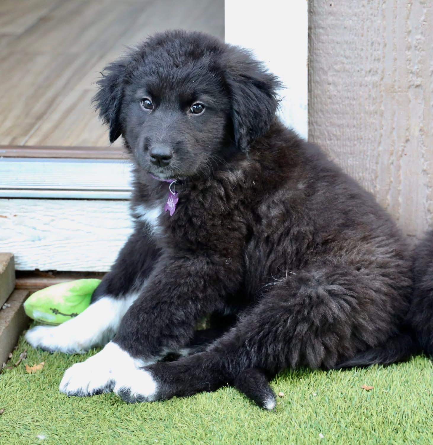 Enlarge Yeah Yeah, an adopted mixed breed in Southlake, TX image 2/6