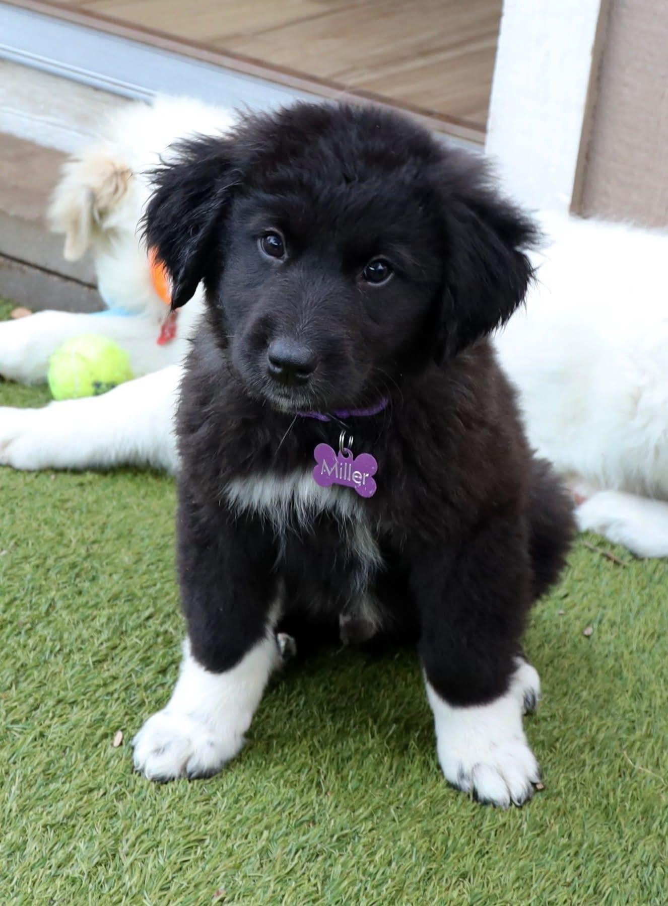 Yeah Yeah, adopted, Puppy Male Labrador Retriever.