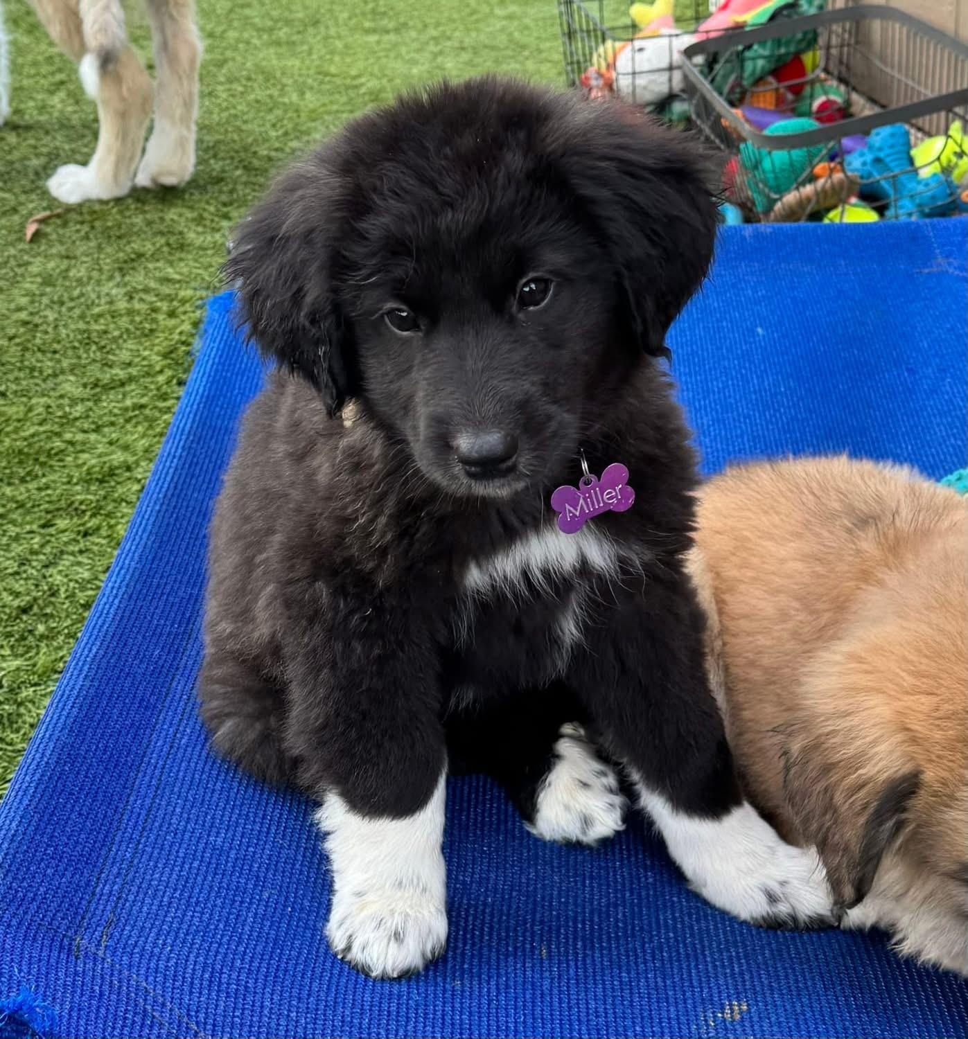 Enlarge Yeah Yeah, an adopted mixed breed in Southlake, TX image 4/6