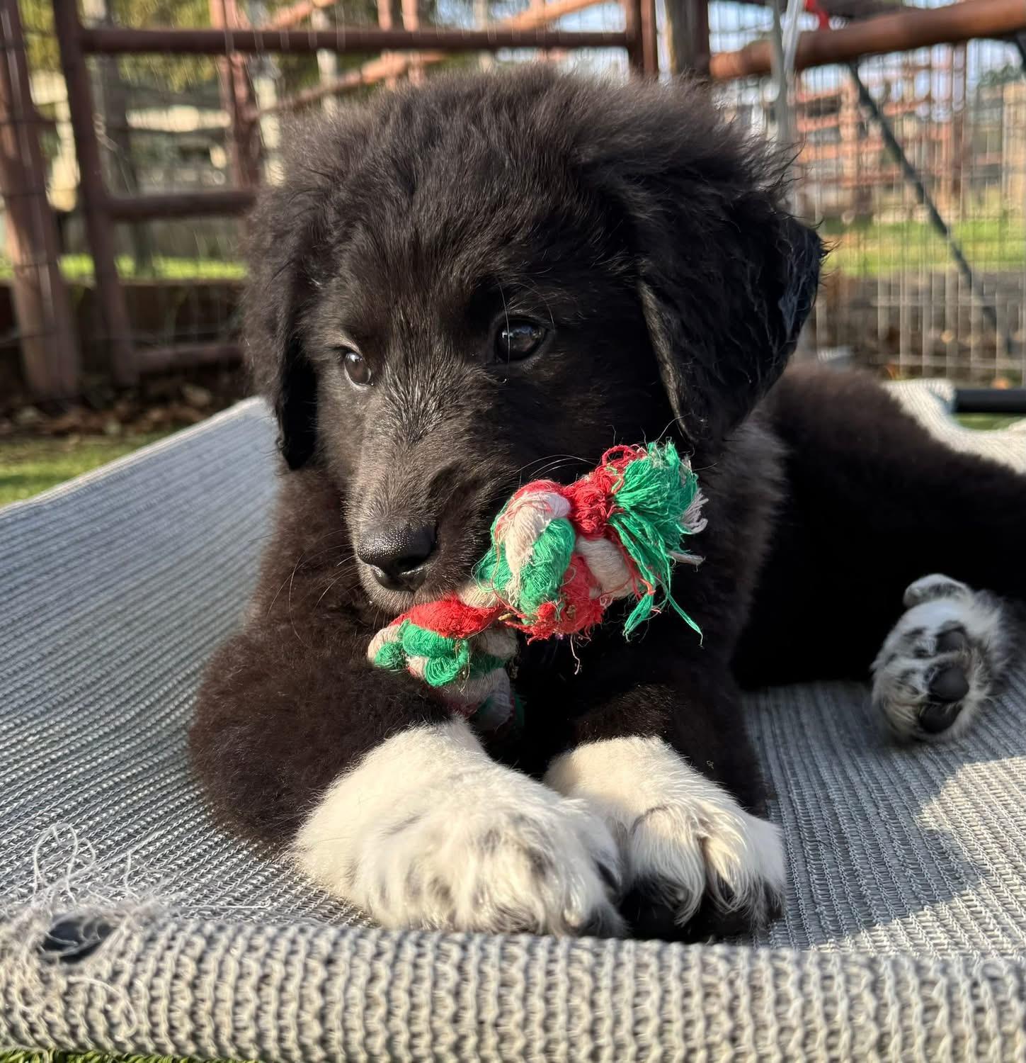 Enlarge Yeah Yeah, an adopted mixed breed in Southlake, TX image 5/6