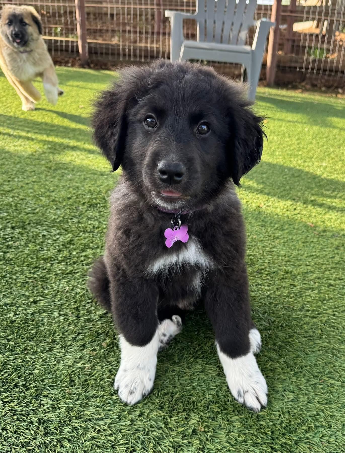 Enlarge Yeah Yeah, an adopted mixed breed in Southlake, TX image 6/6