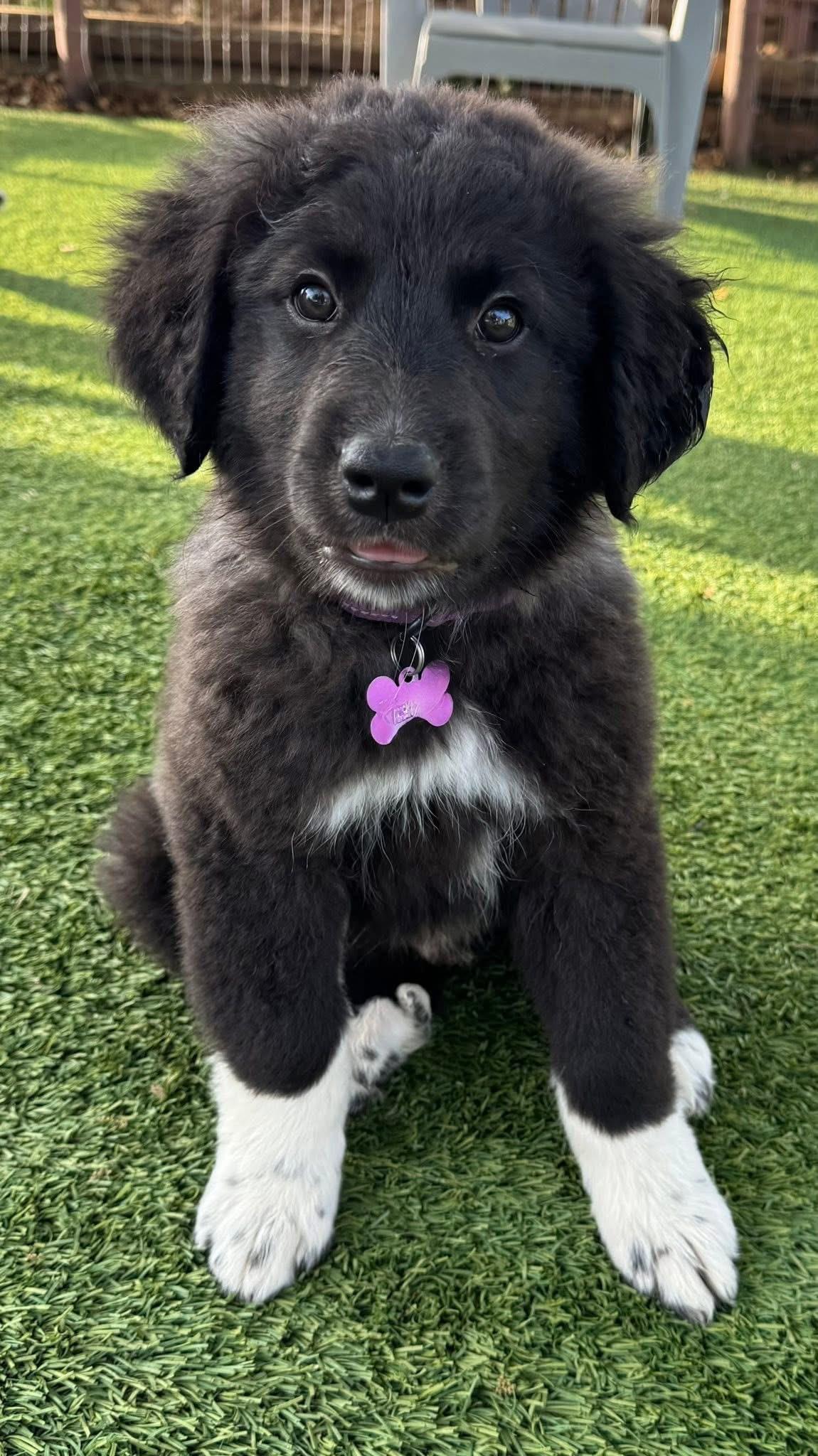 Enlarge Yeah Yeah, an adopted mixed breed in Southlake, TX image 3/6