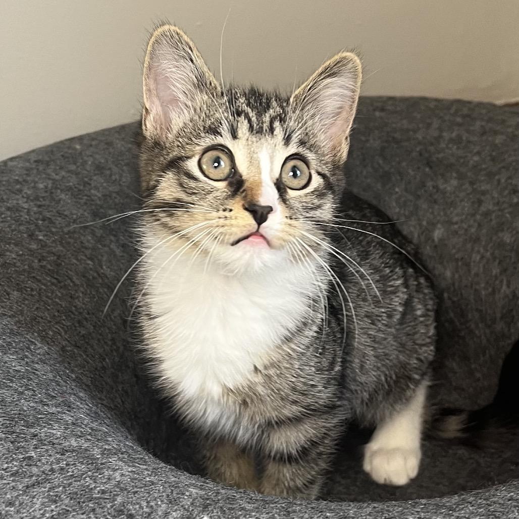 Stella! Stella! A thumbnail 2