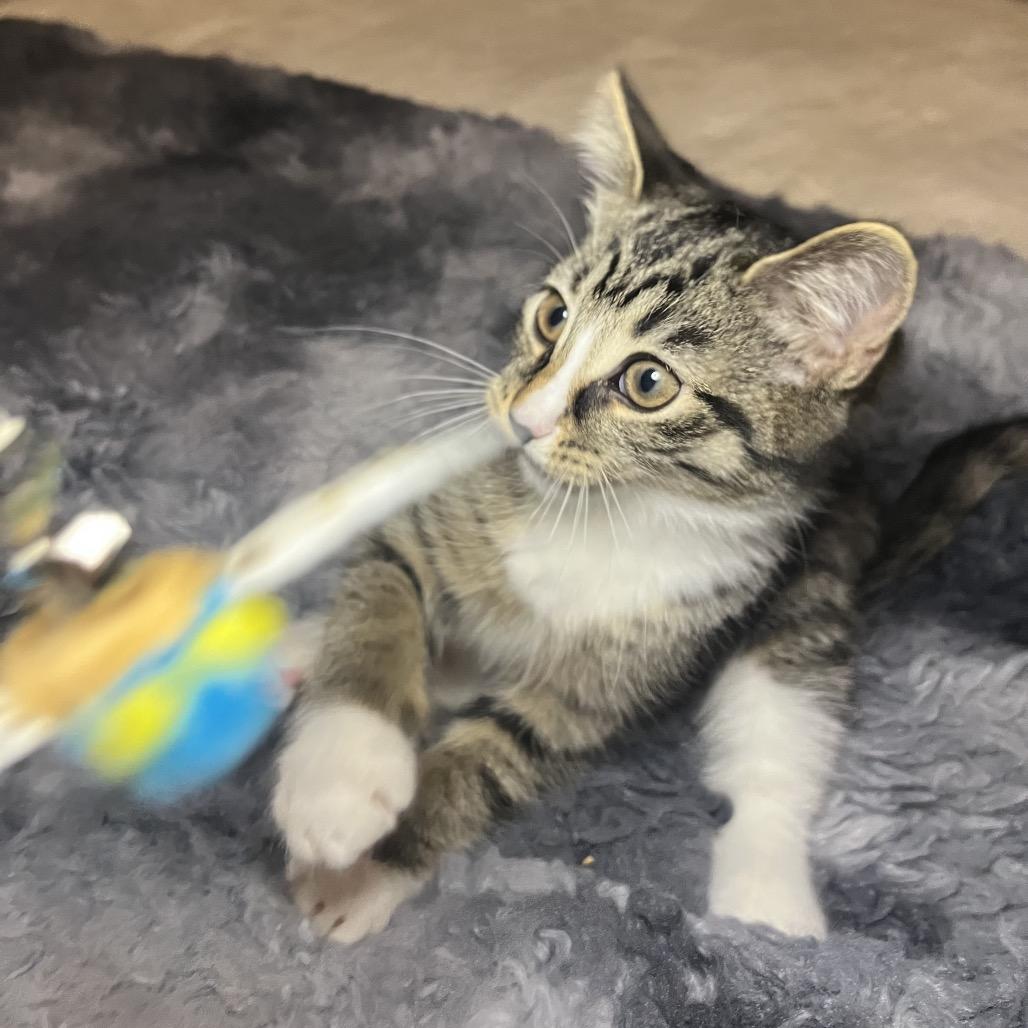 Stella! Stella! A thumbnail 3