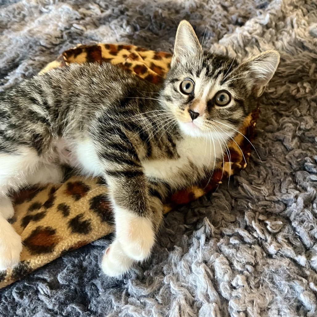 Stella! Stella! A thumbnail 4