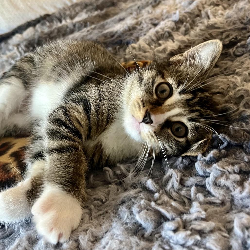 Stella! Stella! A thumbnail 5