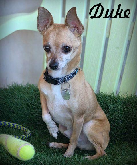 Enlarge Lil' Duke, a Adoptable Chihuahua in Anaheim Hills, CA image 1/3