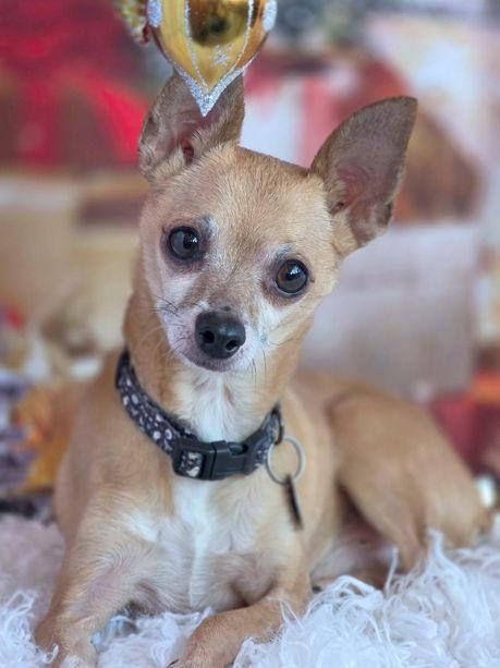 Enlarge Lil' Duke, a Adoptable Chihuahua in Anaheim Hills, CA image 2/3