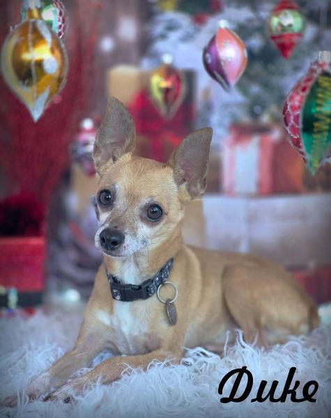 Enlarge Lil' Duke, a Adoptable Chihuahua in Anaheim Hills, CA image 3/3