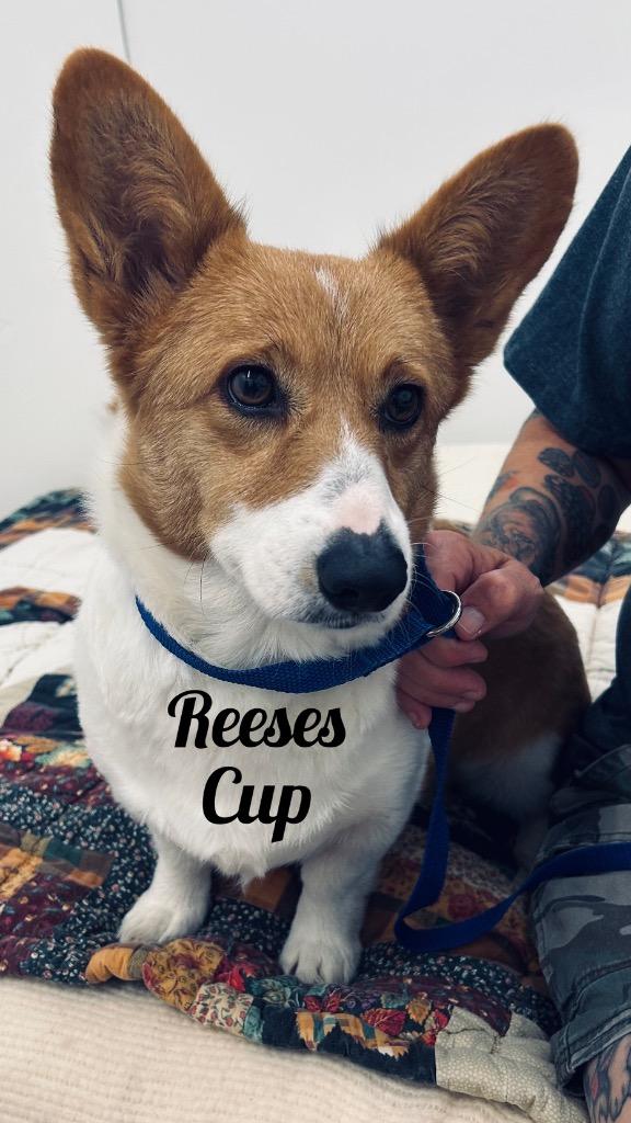 Enlarge Reeses Pup, a Adoptable Corgi in Jacksonville, IL image 1/1